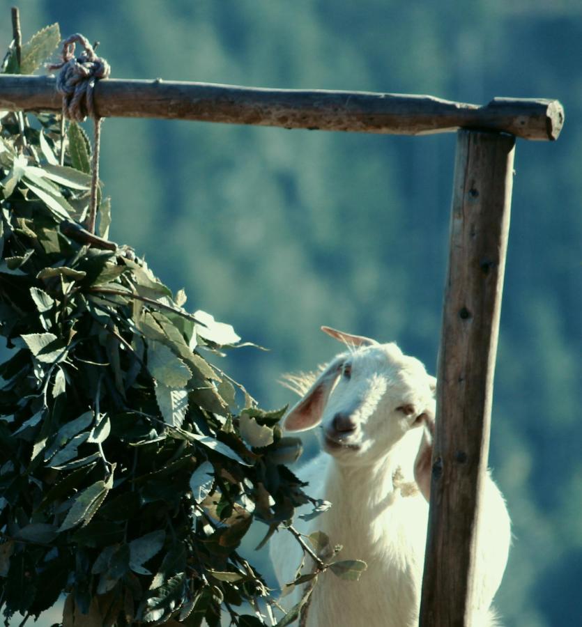 Veda Inn Chakrata Luaran gambar